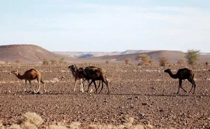 Travelers enjoying a 6 Day Morocco Desert Tour From Marrakech with camel trekking in the Merzouga Sahara Desert, stunning dunes, Atlas Mountains, and traditional Moroccan landscapes.