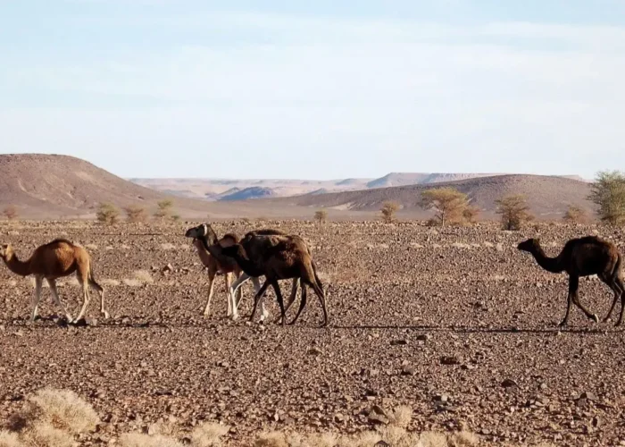 Travelers enjoying a 6 Day Morocco Desert Tour From Marrakech with camel trekking in the Merzouga Sahara Desert, stunning dunes, Atlas Mountains, and traditional Moroccan landscapes.