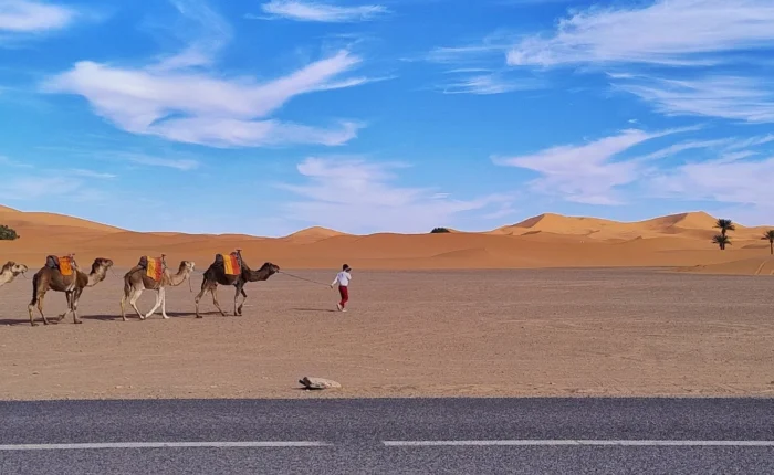 Camel caravan crossing the golden Erg Chebbi dunes during a 6 Day Morocco Tour From Casablanca