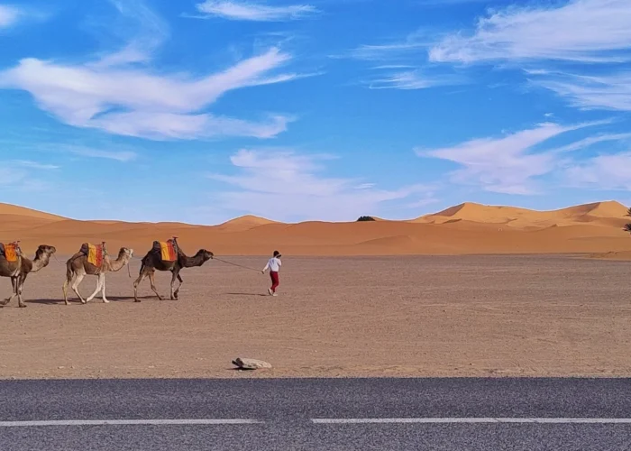 Camel caravan crossing the golden Erg Chebbi dunes during a 6 Day Morocco Tour From Casablanca